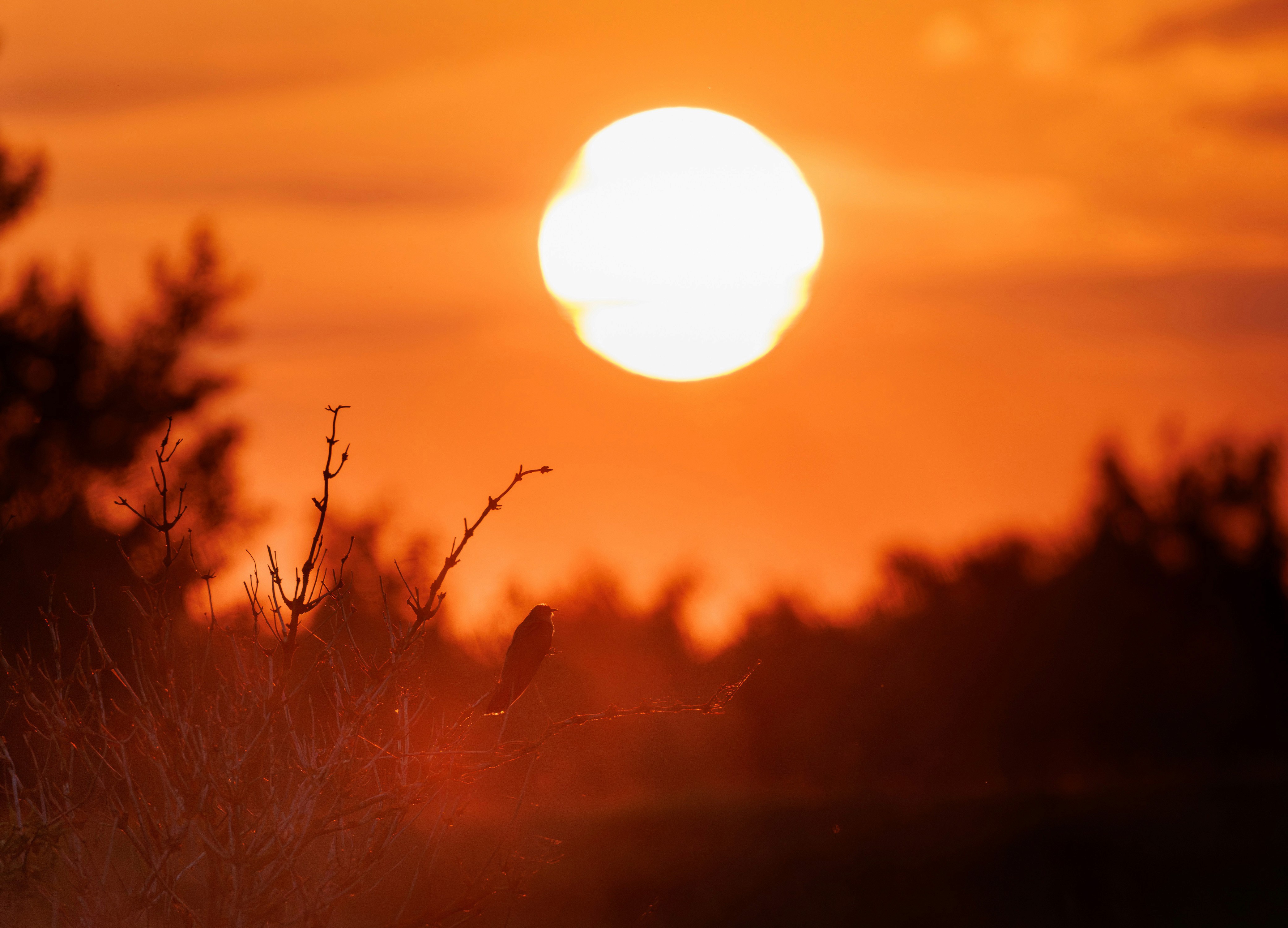 An image of the sun