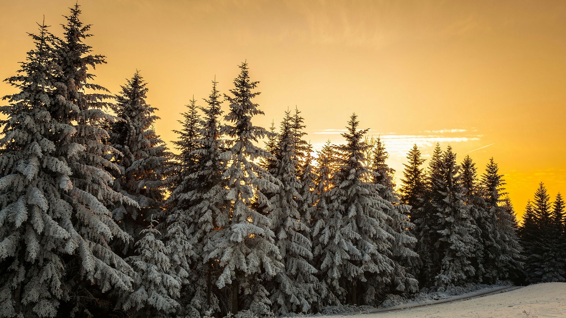 A snowy forest