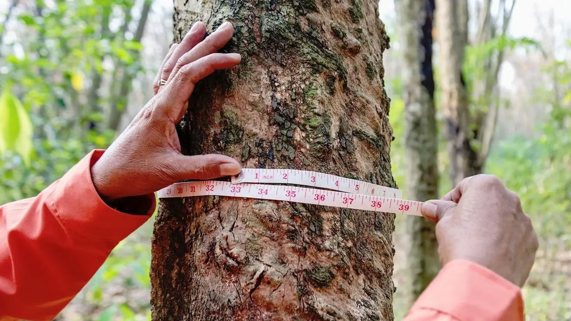 afforestation