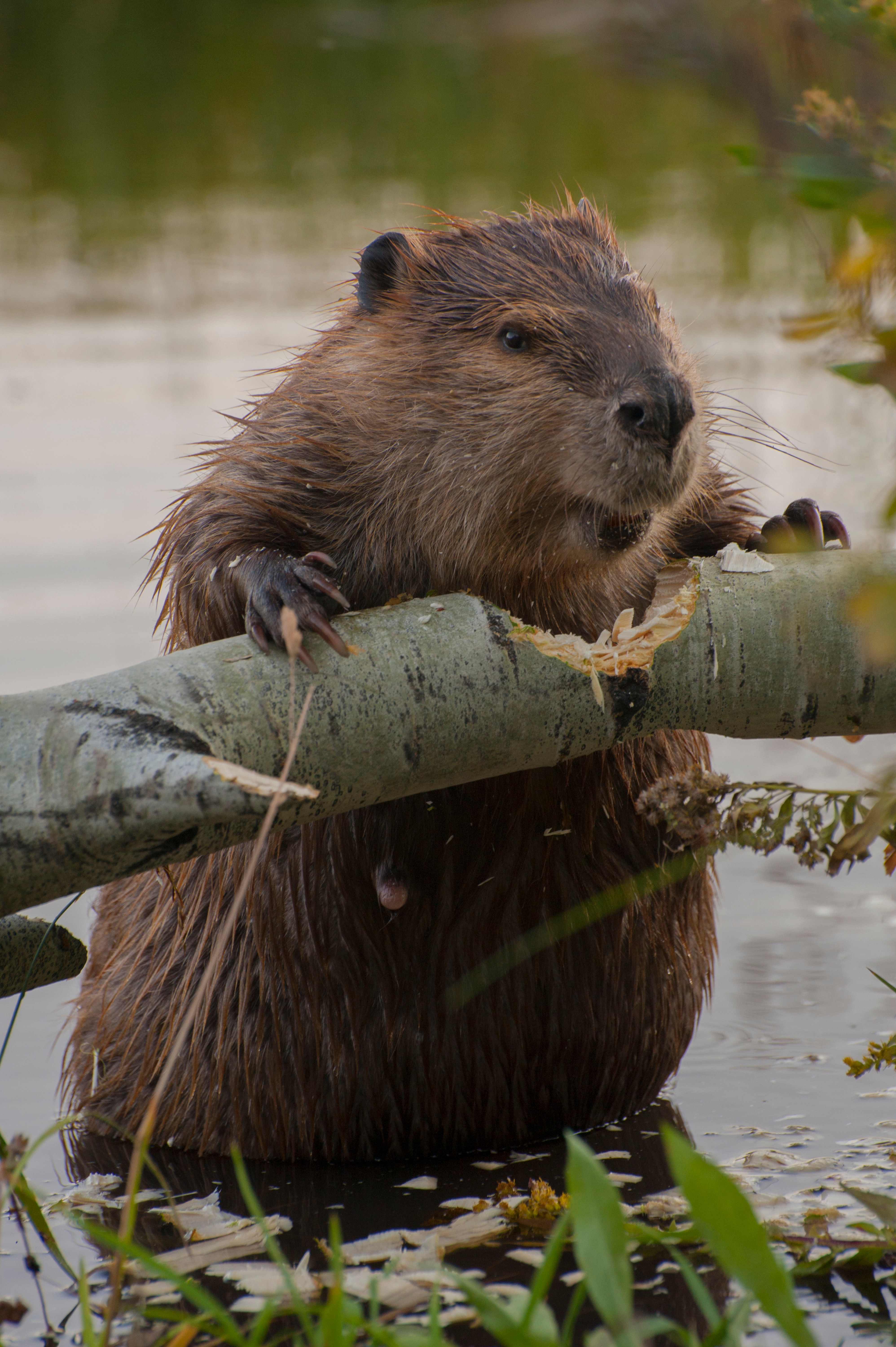 California reintroduces beavers to tribal lands after 70-year absence