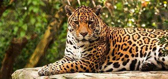 Incredible Jaguar comeback in Mexico sees population rise by almost a third