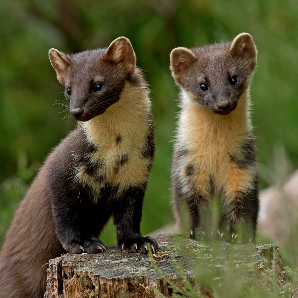 Devon welcomes first pine marten kits in more than a century