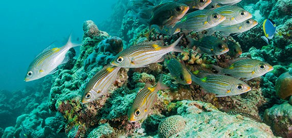 https://apnews.com/article/high-seas-treaty-marine-diversity-15061c0624d8e472603401b479870904