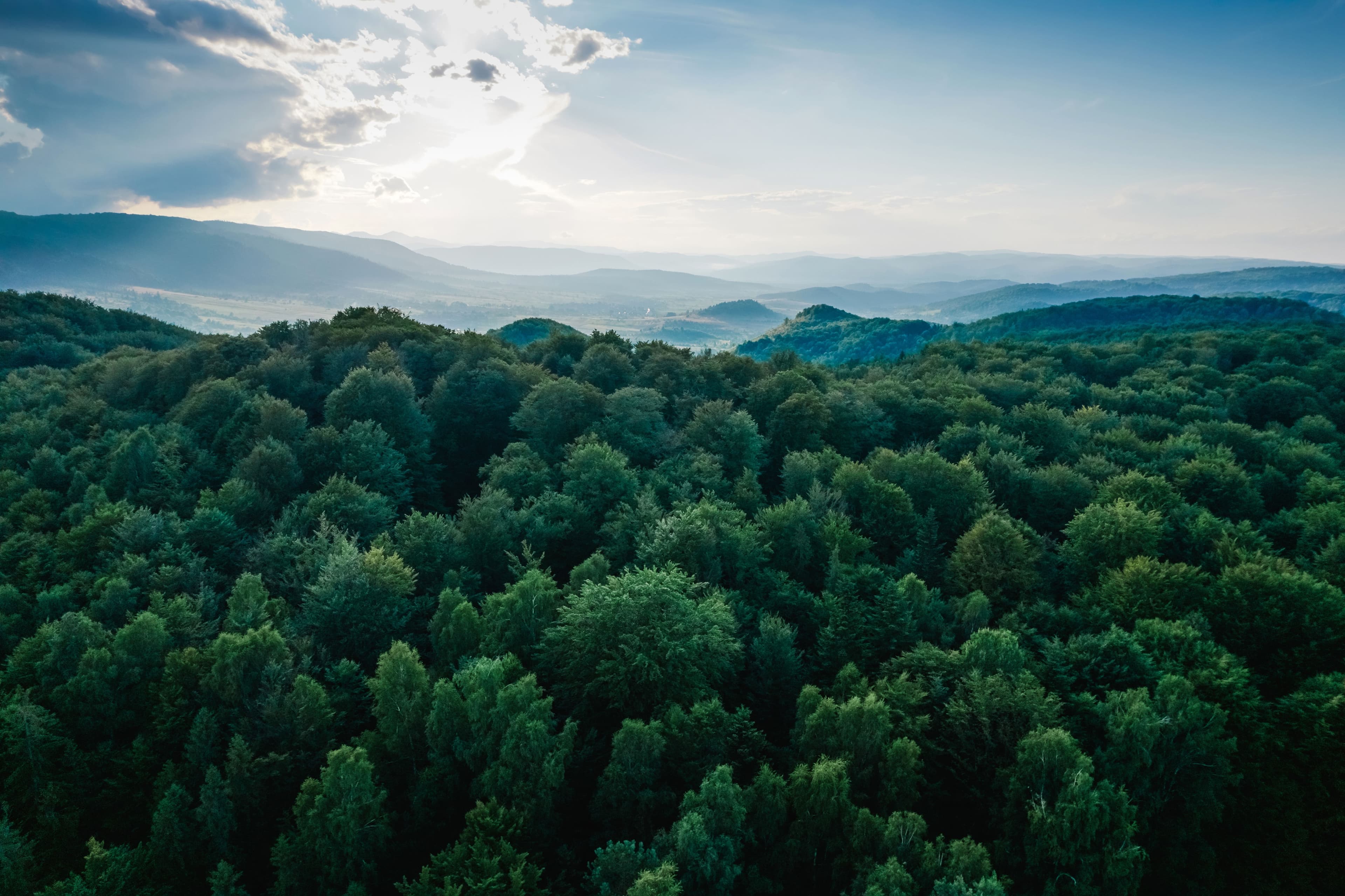 Example Forests & Landscapes Fund project