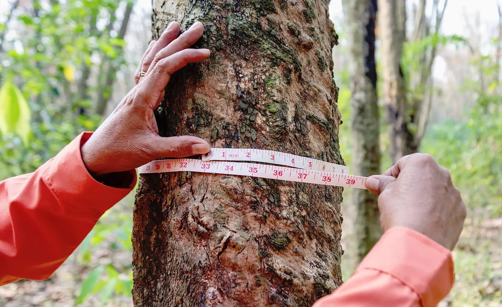 Example Afforestation carbon removal project