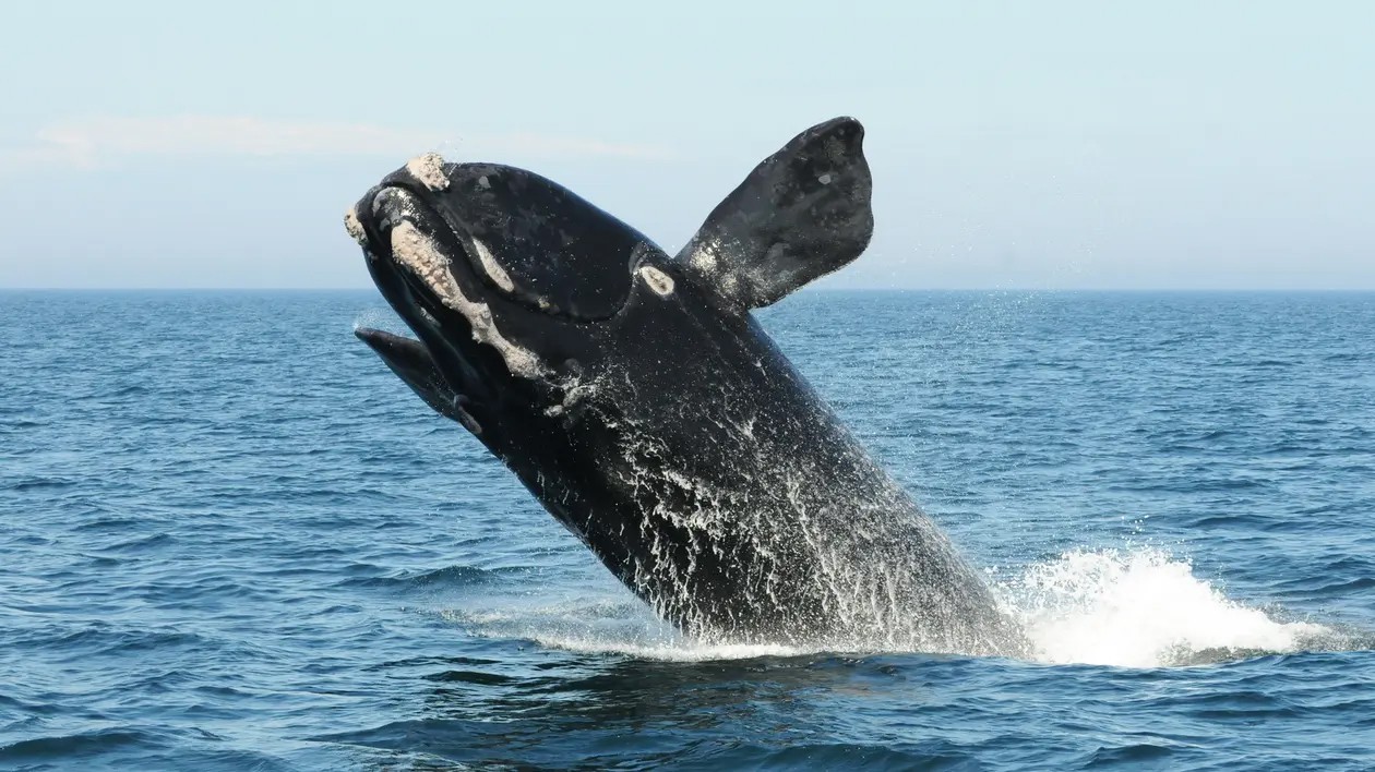 Rare North Atlantic right whale population growing again after years of decline