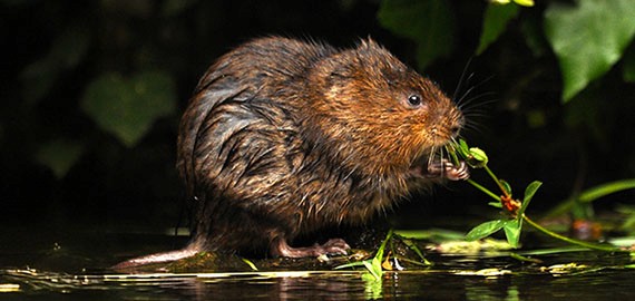 80-strong water vole squadron deployed at Devon wetlands reserve