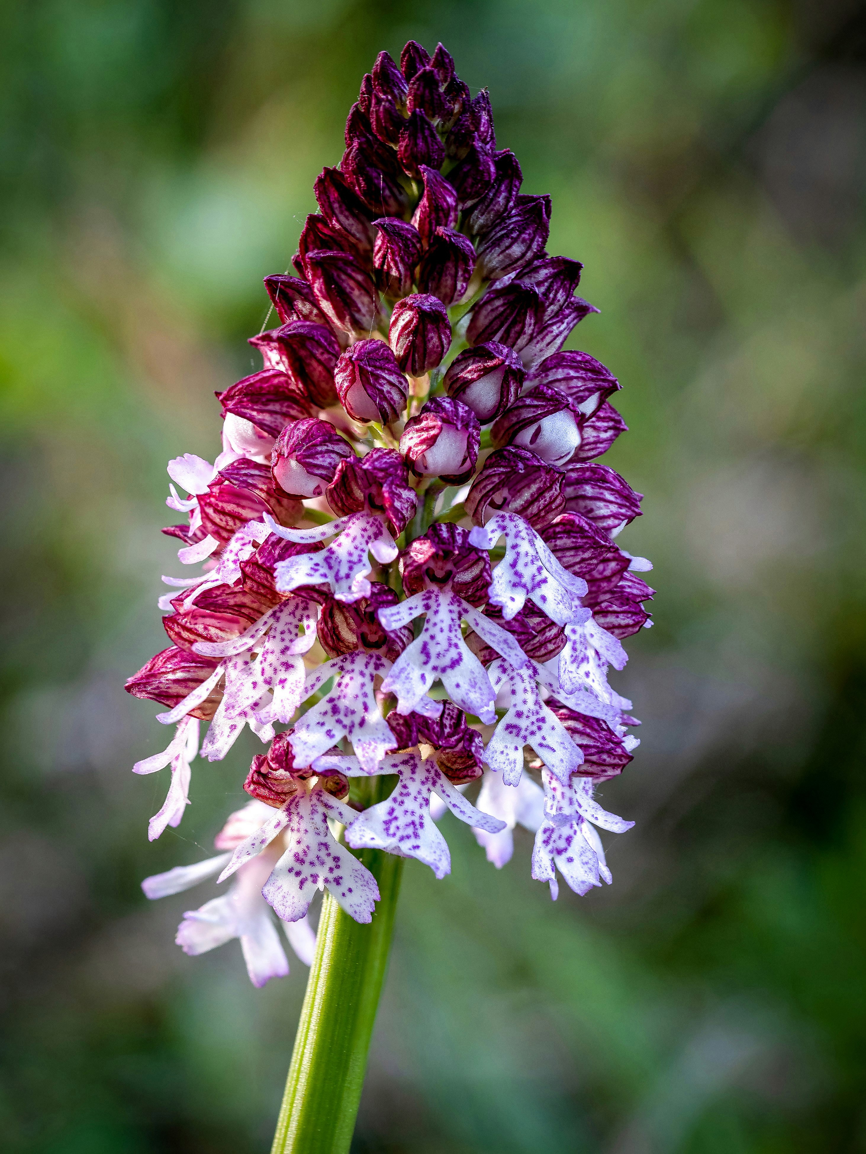 New National Nature Reserve created in Kent, ‘The Garden of England’