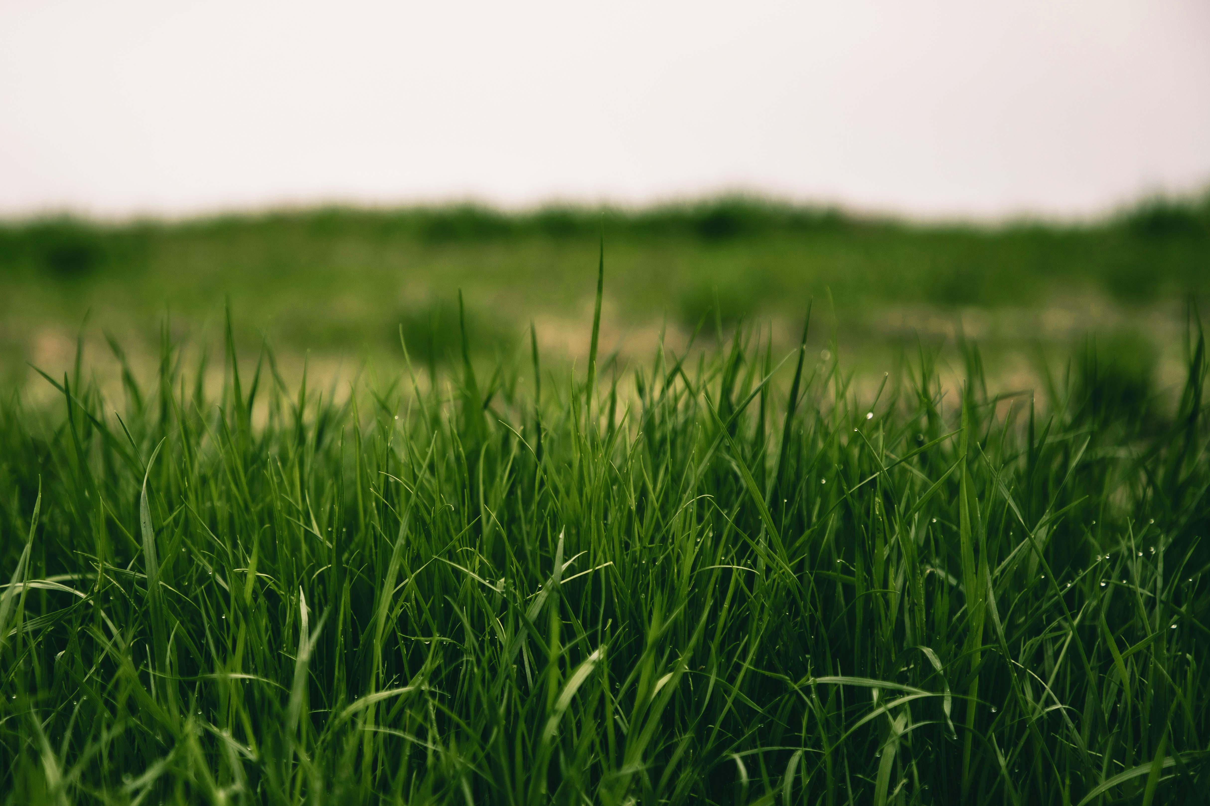 A field with long grass