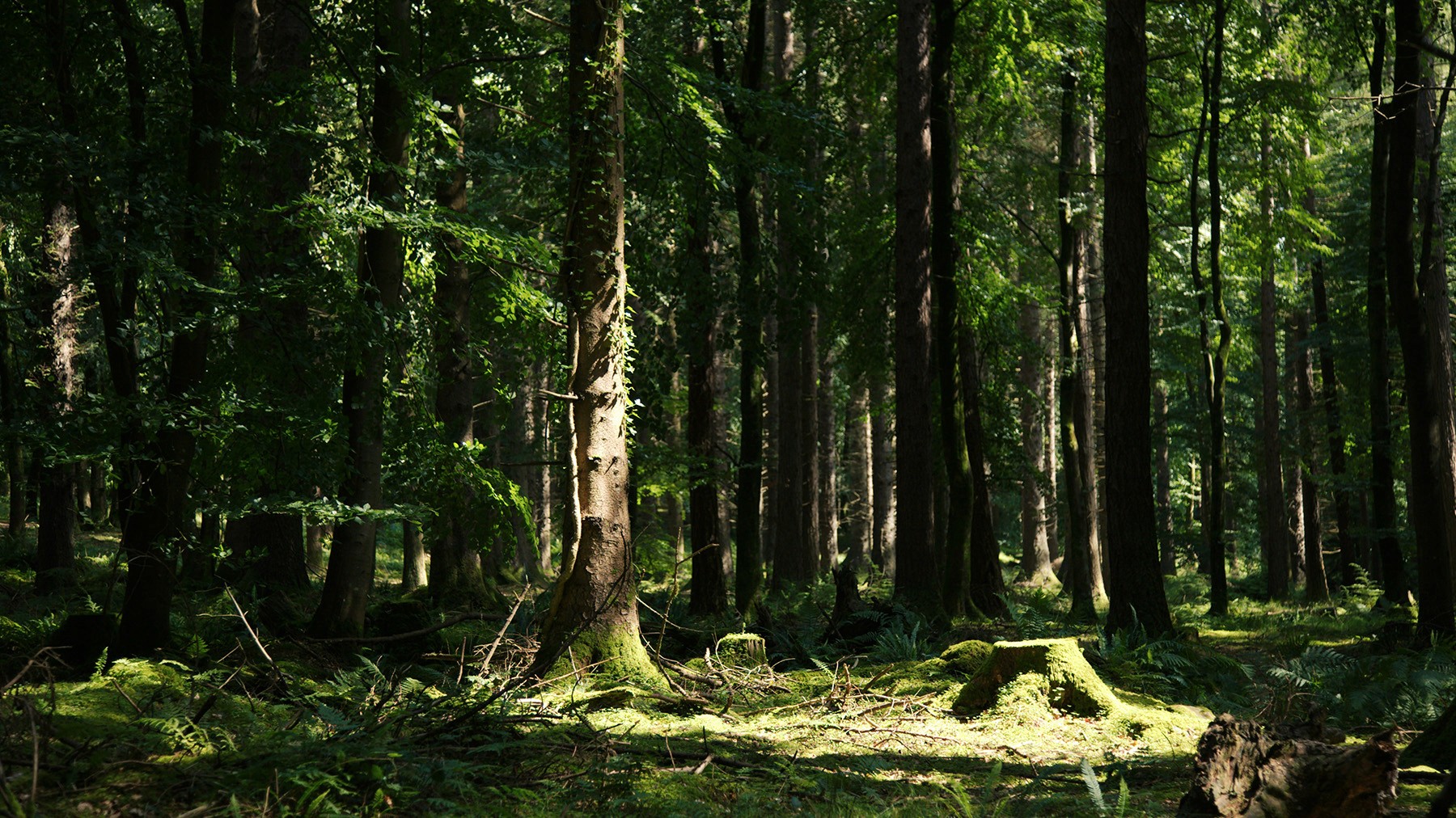 A picture of a forest