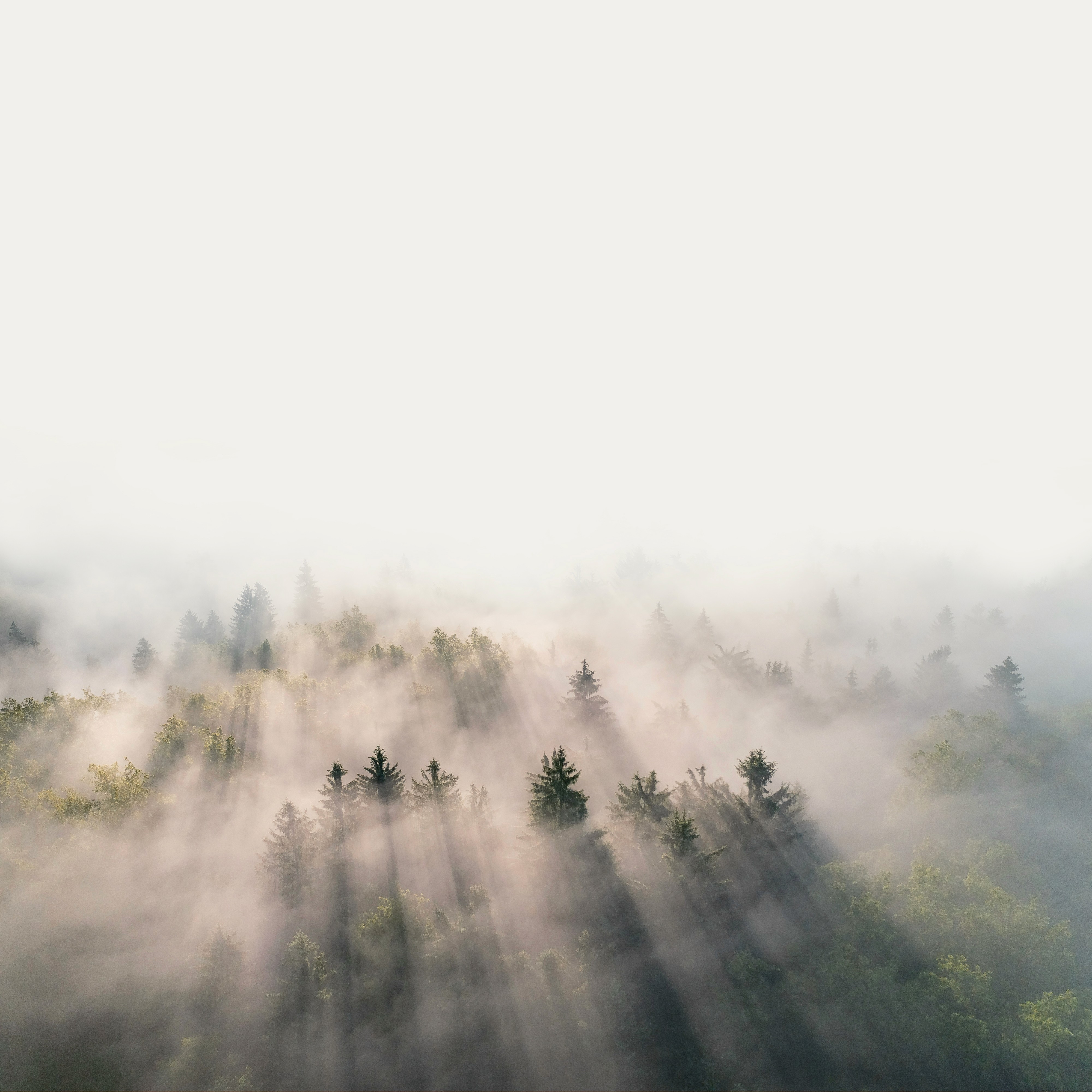 Misty forest