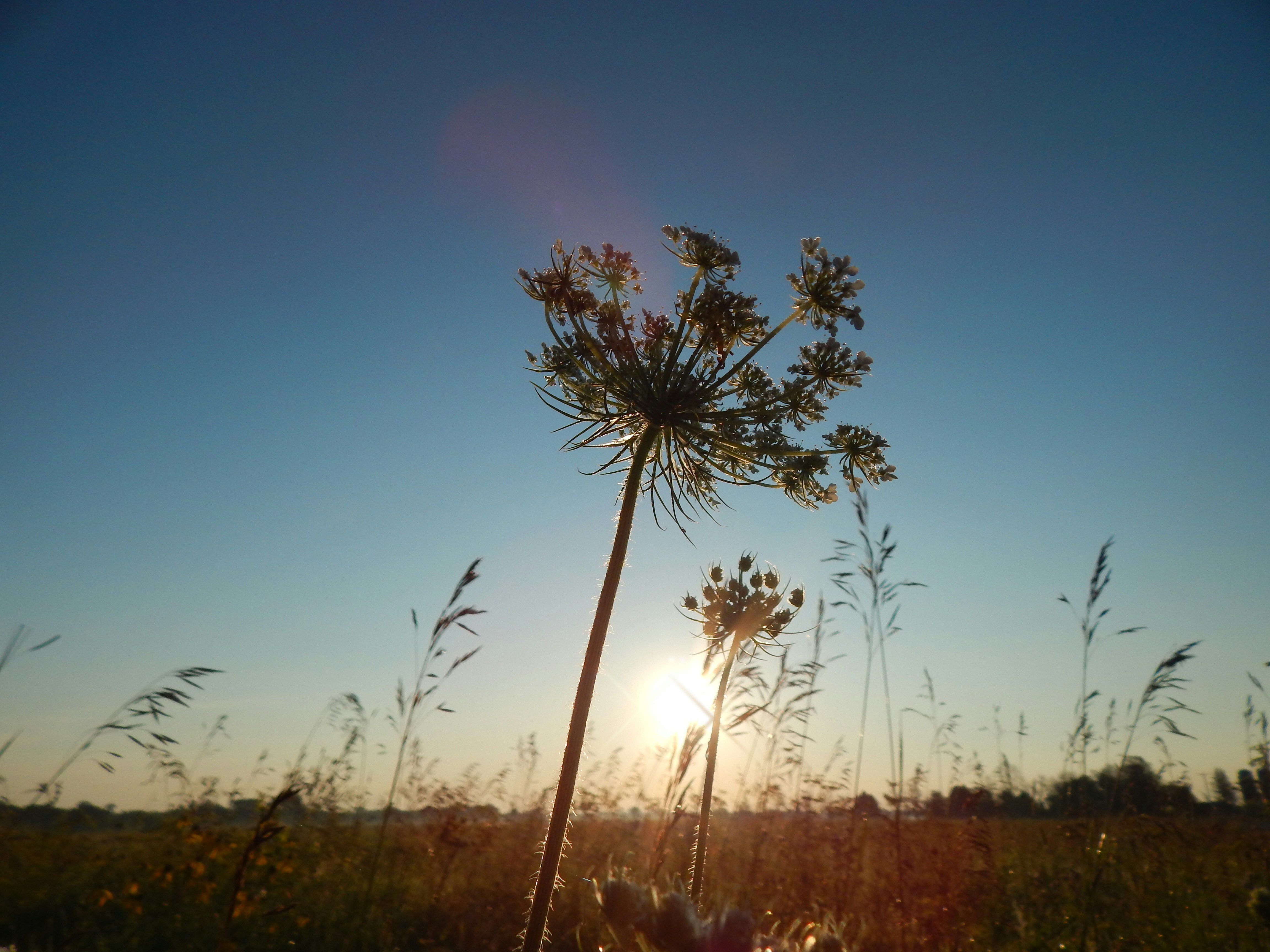 A plant in a field swaying in the sunset