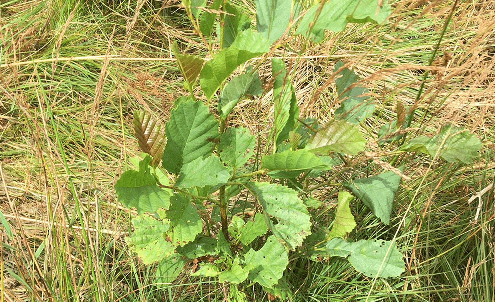 Example Tree planting in the UK project