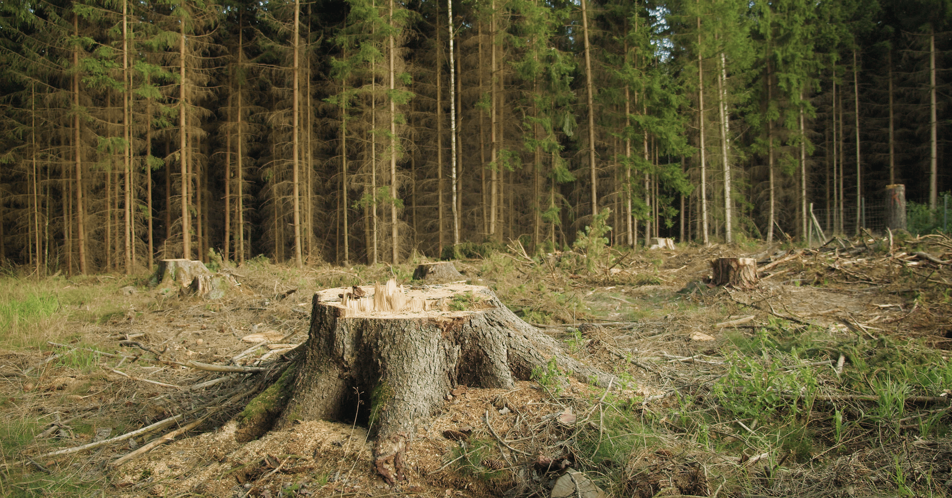 An image of felled trees in a forest